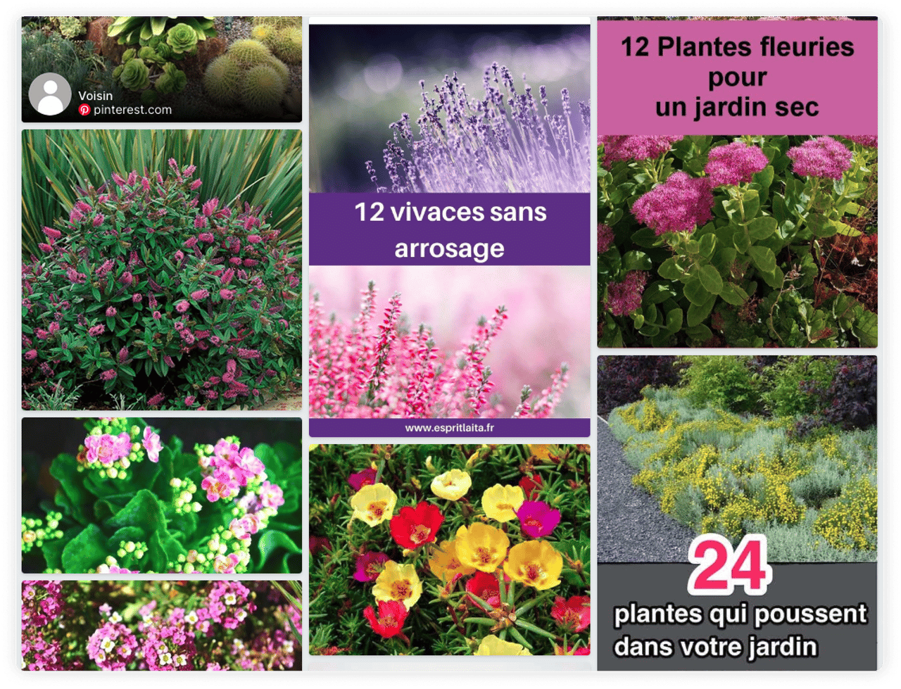 Plants that don’t need water